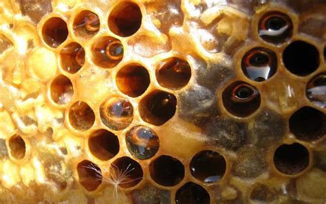 蜜蜂采蜜全过程 - 蜜蜂知识 - 酷蜜蜂