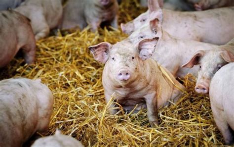 养殖户你知道猪站不起来，眼睛红肿，大量死亡是什么病怎么治吗？