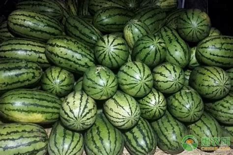 新红宝西瓜最大多少斤,特大西红宝西瓜品种,新红宝西瓜介绍_大山谷图库