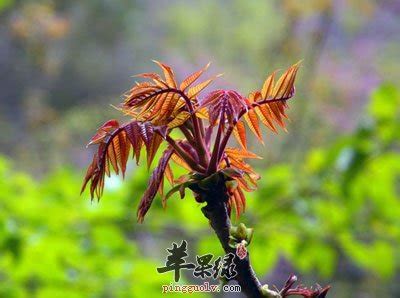 香椿芽-中国的野菜轻-图片