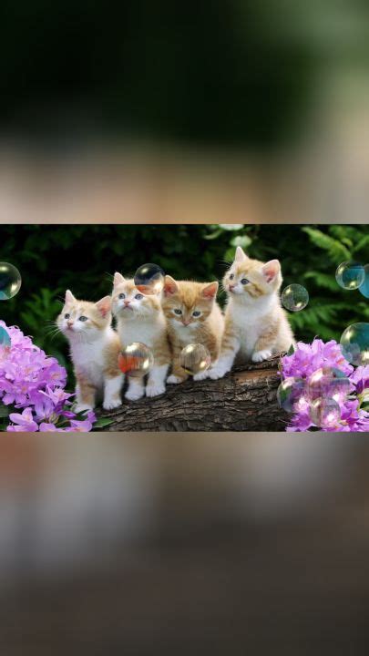 四只小猫猫～ - 家在深圳