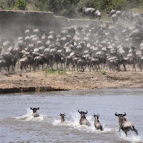 非洲野生动物大迁徙都有哪些有意思的看点？ - 知乎