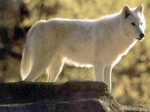 狼属于哪科动物，狼怕哪些动物 - 农敢网