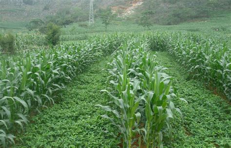 牧草墨西哥玉米优点和缺点-牧草种植-新闻中心-济宁百利鑫草业有限公司