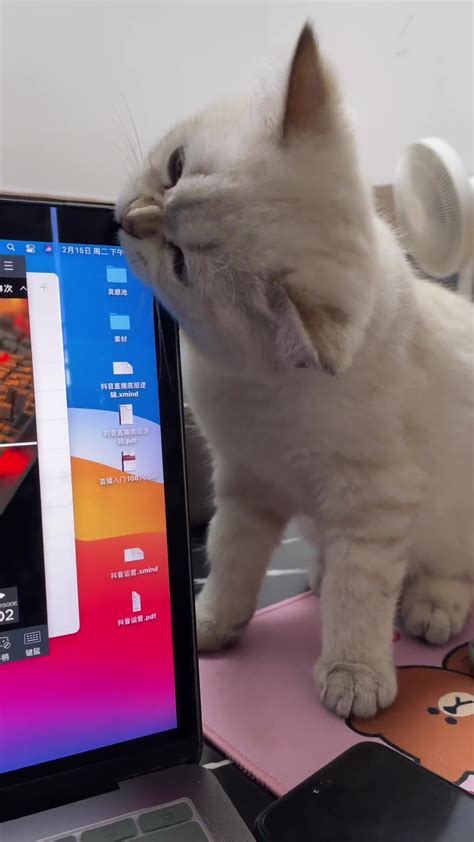这只网红猫咪凭“吐舌头”撩倒200万粉丝_手机新浪网