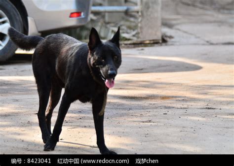 路上的一只黑狗高清图片下载_红动中国