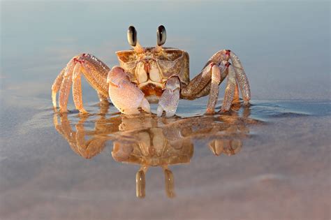 海滩上爬行的螃蟹高清图片下载-正版图片600320666-摄图网
