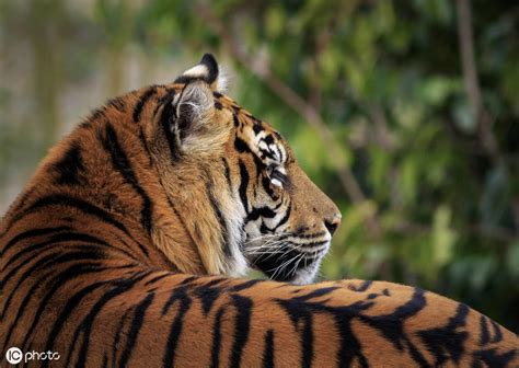 野生老虎的寿命一般在10-15年之间，03年过去的华南虎们如今已经换了一代又一代，但是依旧只能滞留在非洲大草原上。