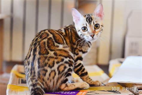 豹猫和孟加拉豹猫哪个可家养？上海动物园现身说法，推荐一款适合你的宠物 - 周到