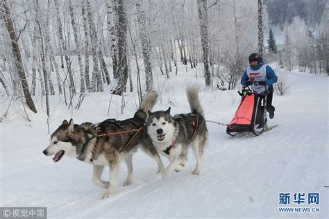阿拉斯加冬季篇 -- 狗拉雪橇吱溜溜，雪国极光空悠悠 - 知乎