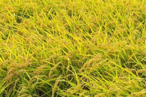 紫两优737水稻种子特征特性，每亩有效穗数16.3万 - 农宝通