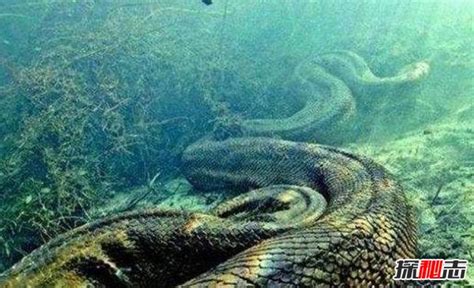 世界最长的蛇有多长？中国发现200米巨蟒真相揭秘_探秘志