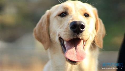 拉布拉多犬纯种的特征,拉布拉多犬4个月图片,不纯种拉布拉多犬图片_大山谷图库