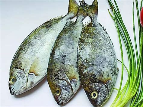 水产市场常见的海鱼,30种最常吃的海鱼,市场上常见的海鱼(第2页)_大山谷图库