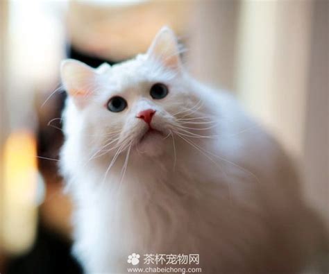 山东临清狮子猫图片