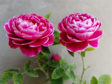 日本玛丽—月季里的“妖花”，似牡丹芍药，香气浓郁，四季都开花