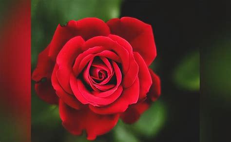 世界十大爱情花语：如何用合适的鲜花来含蓄的表达爱意呢_植物之最_第一排行榜