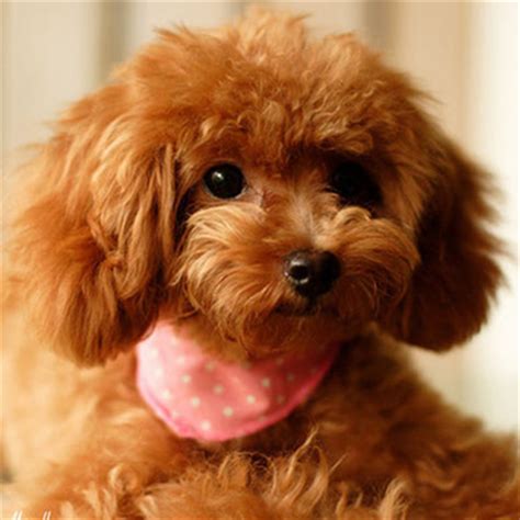 纯种泰迪犬幼犬狗狗出售 宠物泰迪犬可支付宝交易 泰迪/贵宾 /编号10023400 - 宝贝它