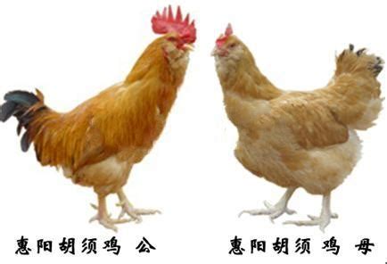 南丹瑶鸡 - 鸡品种大全 - 鸡病专业网