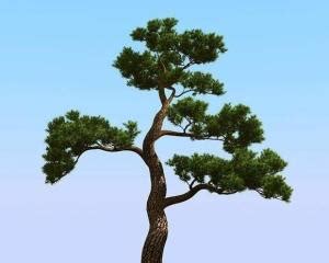 松树的介绍 关于松树的简介_知秀网