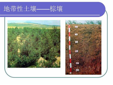 如何区分土壤类别