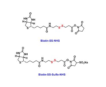 Biotin-PEG-Biotin 生物素PEG生物素