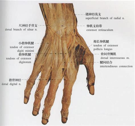手部神经支配图图片