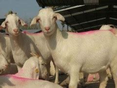 今日全国活羊价格表 今日全国活羊价格多少钱一斤 - 农村网