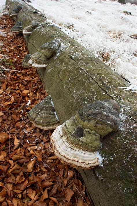 冬季雪地上木材上长着蘑菇图片-包图网