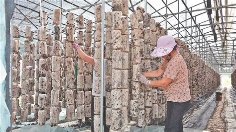 贵州黔西：木耳采收 农民增收-人民图片网
