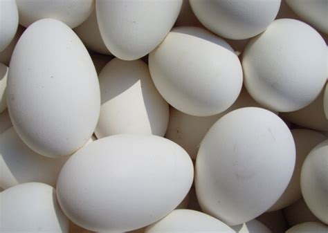 鹅蛋的热量(卡路里cal),鹅蛋的功效与作用,鹅蛋的食用方法,鹅蛋的营养价值