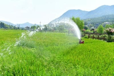 来宾高温造成水稻受旱-广西高清图片-中国天气网