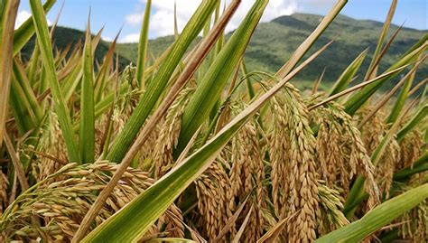 看稻选种！三亚举行优质水稻新品种示范推广现场观摩会_社会热点_社会频道_云南网