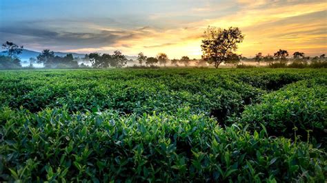 加快生态茶园建设 推广绿色生产技术 从源头守好茶叶生产第一关|茶园|鲜叶|茶叶_新浪新闻
