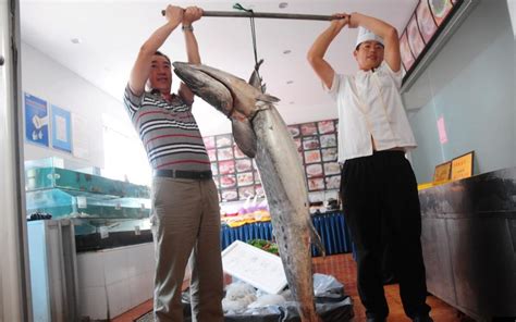 山东烟台现罕见鲅鱼王 长2米10重150斤