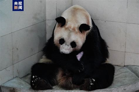 全球首只野外引种大熊猫宝宝诞生 - 图片 - 云桥网