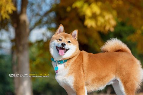 柴犬壁纸图片