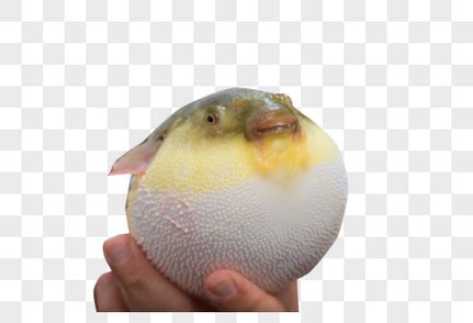 非主流河豚头像