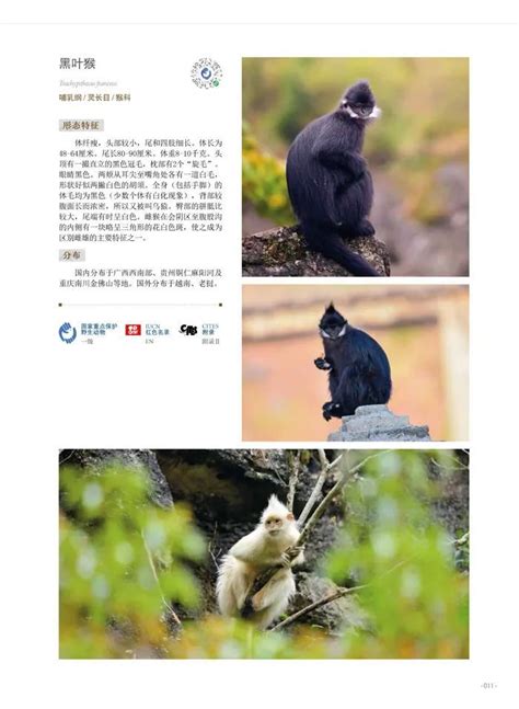 中国十大濒临灭绝的珍稀动物排行榜 熊猫不是第一 白鳍豚居榜首_排行榜123网