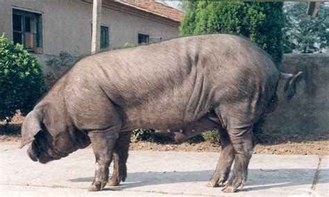 2.2米的500多公斤大猪欲破泰顺“猪王”纪录-新闻中心-温州网
