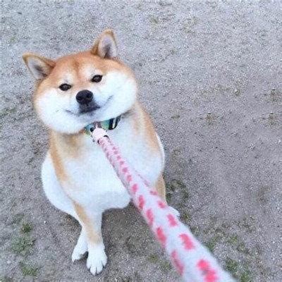 带狗的非主流头像