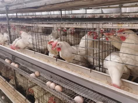 某家禽养殖场鸡蛋多级生产线输送生产线蛋鸡养殖场农业技术设备高清图片下载-正版图片505545645-摄图网