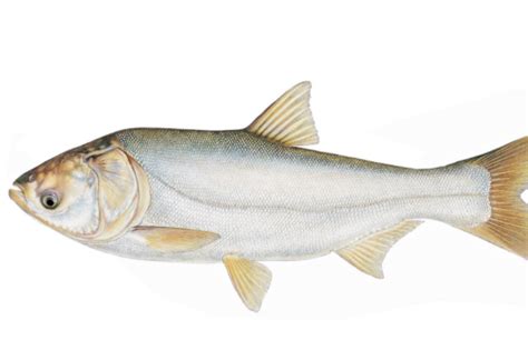 淡水鱼类对蛋白质和氨基酸的营养需求 - 农村致富网