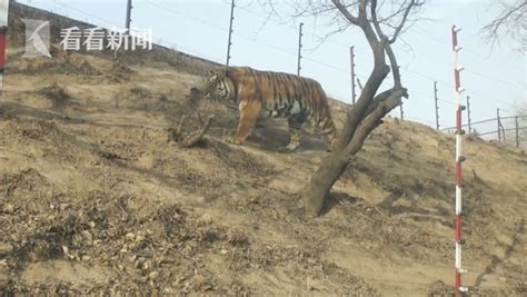 “被老虎咬伤女子去世”是谣言 八达岭野生动物园仍未恢复营业|界面新闻 · 中国