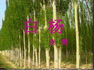 关于白杨树的作文,白杨树的特点和精神_三优号