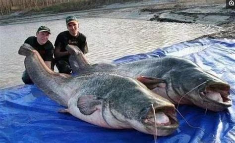 体型最大的淡水鱼有哪些（中国十种最大淡水鱼排名）-飞扬号