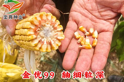 金优99-玉米种子-坔育种业_火爆农资招商网【3456.TV】