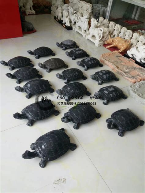 石龟多少钱一斤-宠物网问答