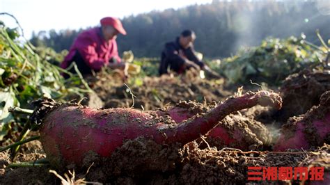 红薯迎大丰收，机械采收省力又高效 - 经济 - 新湖南