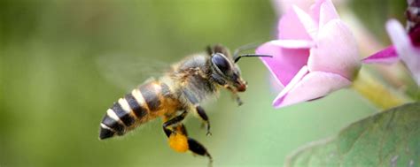蜜蜂的生长和发育过程，详细介绍 - 农敢网